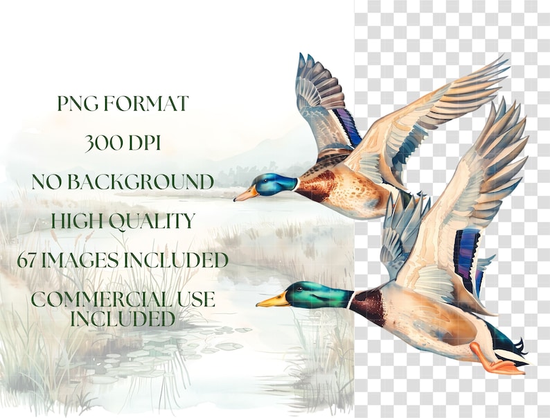 Elegant Watercolor Mallard Duck Clipart - 67 PNG - Realistic Duck Clipart - Digital Hunting Duck Illustrations for Commercial & Personal Use image 2