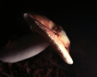 Digital Download Mushroom Photo, High Resolution, A great visual for your wall, Russula Decolorans, Nature Photograph, Mushroom, Fungi