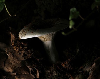 Digital Download Mushroom Photo, High Resolution, A great visual for your wall, Russula Brevipes, Nature Photograph, Mushroom, Fungi