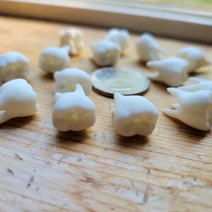 Pu&ograve; includere: Una collezione di denti in plastica bianca, alcuni con radici visibili, disposti in cerchio su una superficie di legno.