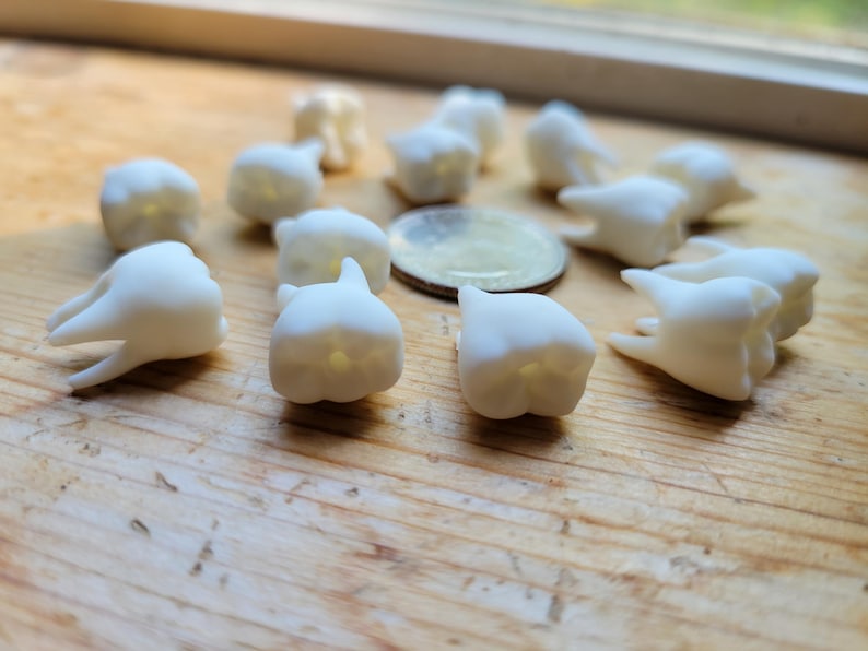 Pu&ograve; includere: Una collezione di denti in plastica bianca, alcuni con radici visibili, disposti in cerchio su una superficie di legno.