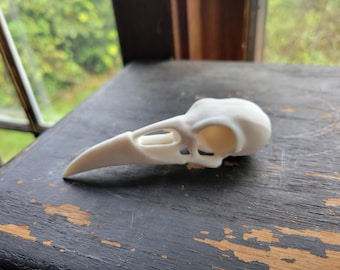 Large Raven skull. White Resin Bird Skull. Faux taxidermy. Curiosity cabinet skull. Corvid, crow skull, Halloween Decor, Dark Academia decor