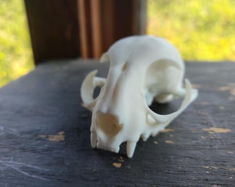Taxidermy Cat Skull! Resin Feline Skull. Cruelty Free Curio.
