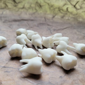 14 Human Teeth! Faux teeth white Resin teeth, jewelry supplies, curio, oddity witchy human molars, goth broth, bulk teeth, cosplay teeth
