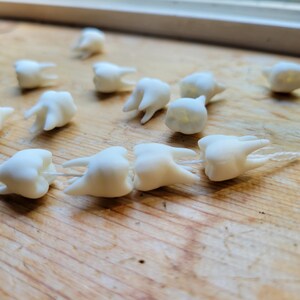 Pu&ograve; includere: Una collana di perline bianche a forma di dente su una superficie di legno. Le perline sono infilate su un filo bianco.