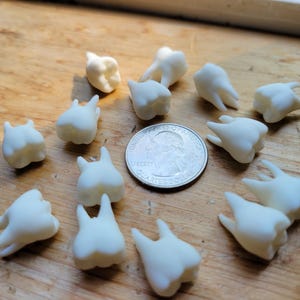Pu&ograve; includere: Una collezione di 14 denti in plastica bianca su una superficie di legno. I denti sono disposti in un cerchio attorno a una moneta da un quarto di dollaro americano.