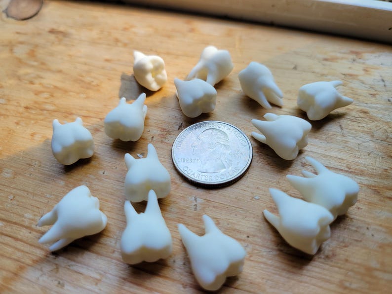 Pu&ograve; includere: Una collezione di 14 denti in plastica bianca su una superficie di legno. I denti sono disposti in un cerchio attorno a una moneta da un quarto di dollaro americano.