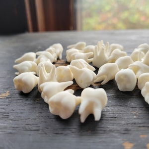 May include: A collection of white, plastic teeth, arranged in a semi-circle on a dark wooden surface.