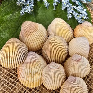 Yellow Prickly Cockle Shells – Real Florida Seashells for Crafts, Coastal Decor, Beach Wedding, Ethically Sourced Shells, Rough Seashells
