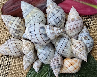 Conchas de tulipán con bandas: conjunto de 10 conchas marinas auténticas de Florida