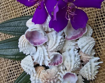 Conchas marinas de joyero espinoso: decoración costera de origen ético