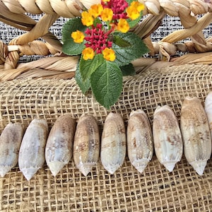 Lettered Olive Shells: Real Florida Seashells for Coastal Decor - Set ...