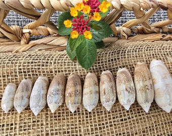 Conchas de oliva con letras: auténticas conchas marinas de Florida para decoración costera - Juego de 10