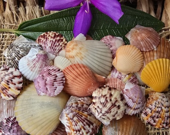 Conchas de vieira calicó: decoración costera de Florida, bodas en la playa, manualidades (juego de 20)