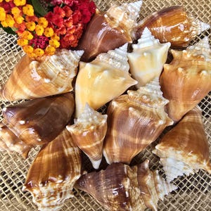 May include: A collection of 10 brown and white seashells with a spiral pattern. The shells are arranged on a burlap background.