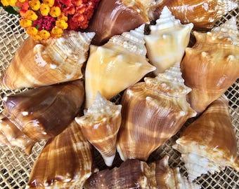 Caracolas de Florida: Decoración costera, boda en la playa - Juego de 10