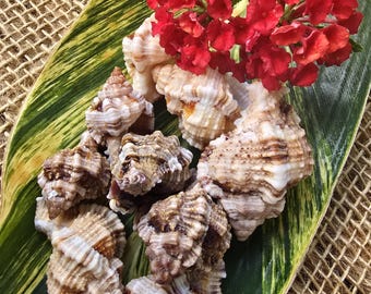 Conchas de Murex de Manzana: Conchas marinas espinosas de Florida, decoración costera - Juego de 10