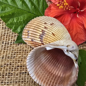 Giant Cockle Shells – Real Florida Seashells for Crafts, Coastal Decor, Beach Wedding, Ethically Sourced Shells, Large Seashells