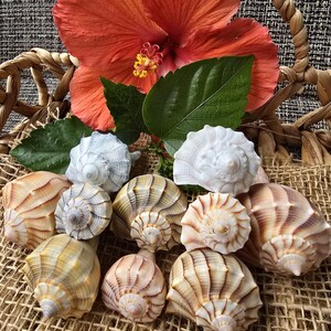 May include: A collection of seashells in various shades of brown, white, and beige, arranged on a burlap surface. A large orange hibiscus flower with green leaves is in the background.