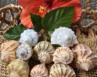 Conchas de caracola: auténticas conchas de Florida para decoración costera, manualidades, bodas en la playa y conchas de origen ético.