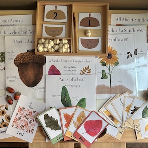 Autumn Unit Study - Leaves, Acorns, & Sunflowers