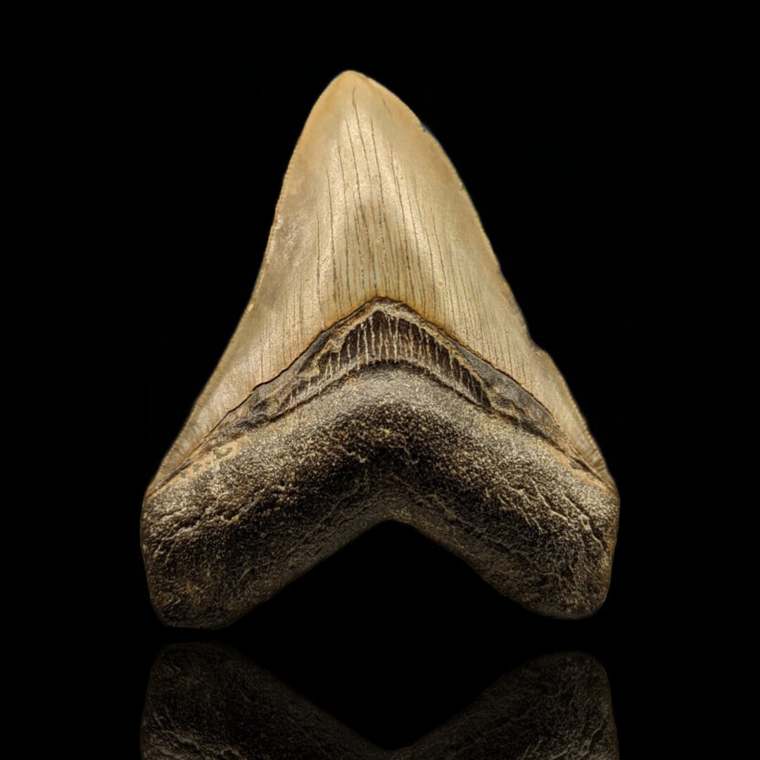 4.35 Megalodon Tooth, NC Etsy