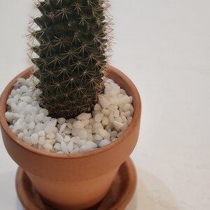 Cactus in terracotta