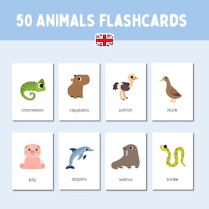 Peut inclure: Ensemble de 8 cartes flash d'animaux avec des illustrations d'un caméléon, d'un capybara, d'une autruche, d'un canard, d'un cochon, d'un dauphin, d'un morse et d'un serpent. Le texte "50 ANIMALS FLASHCARDS" est en haut.