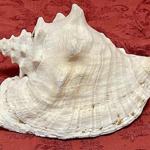 Vintage Large Queen Helmet Conch Shell Ocean Wedding Decor
