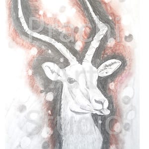 Gazelle