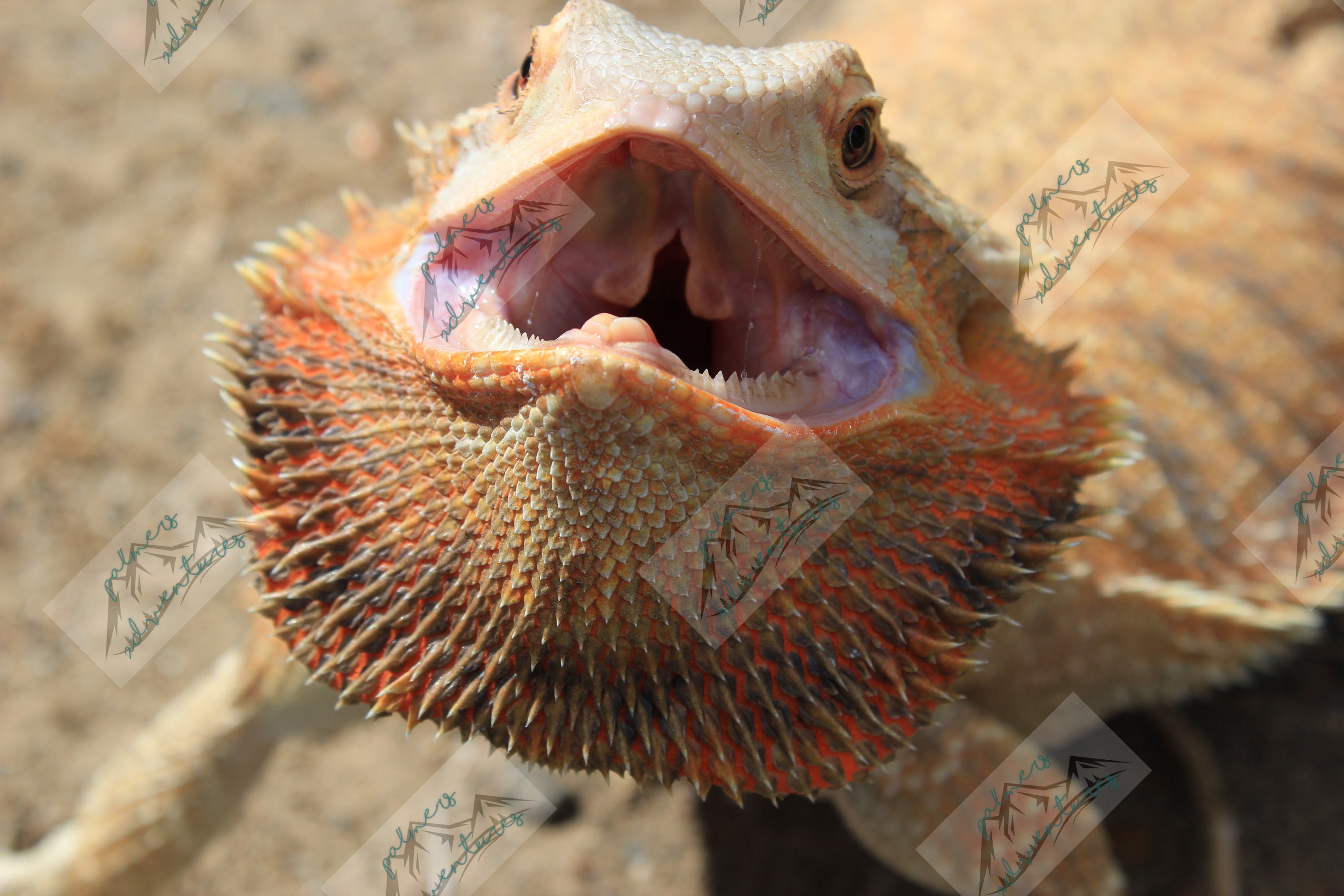 Bearded Dragons Teeth