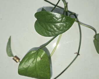Mystery Pothos (Epipremnum Aureum) Schneiden