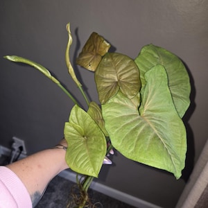 4&quot; Pink Arrowhead Plant (Syngonium Vine)
