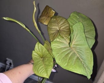 May include: A close-up of a Syngonium plant with large, heart-shaped leaves in shades of green and brown. The plant has visible roots and is held by a person. The leaves have prominent veins, and the plant appears healthy.