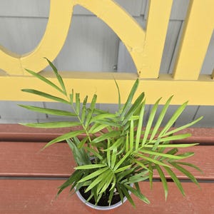 4&quot; Parlor Palm (Chamaedorea Elegans) Plant