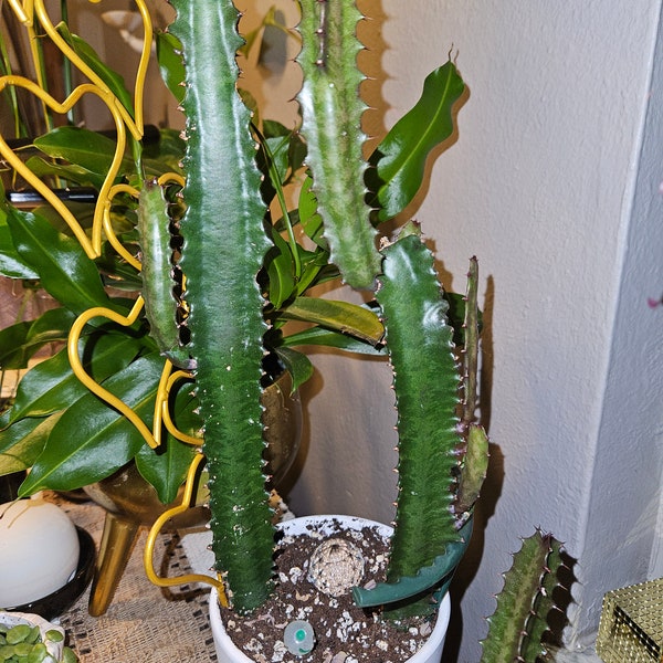 Afrikanischer Milchbaum (Euphorbia Trigona)