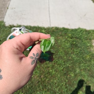 Dumb Cane Surprise (Dieffenbachia) Rooted Plant