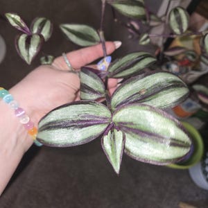 Rooted Purple Wandering Jew/Dude Cutting (Tradescantia Zebrina)