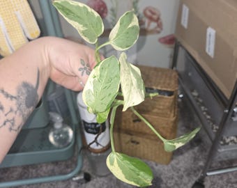 3" N'Joy Pothos (Epipremnum Aureum) Potted Plant