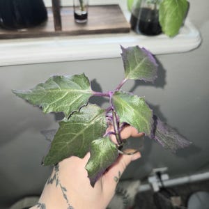 2" Purple Passion Starter Plant (Gynura Aurantiaca) Velvet Plant