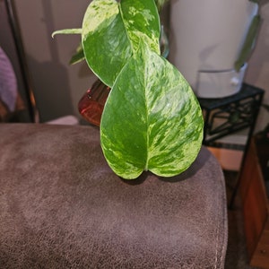 2&quot; Marble Queen Pothos (Epipremnum) Plant