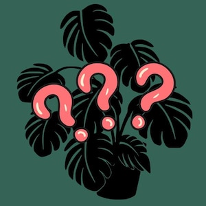 May include: A black silhouette of a houseplant with large leaves. Three pink question marks are floating around the plant.