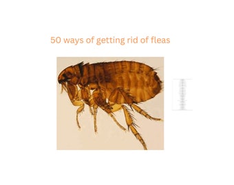 50 ways of getting rid of fleas