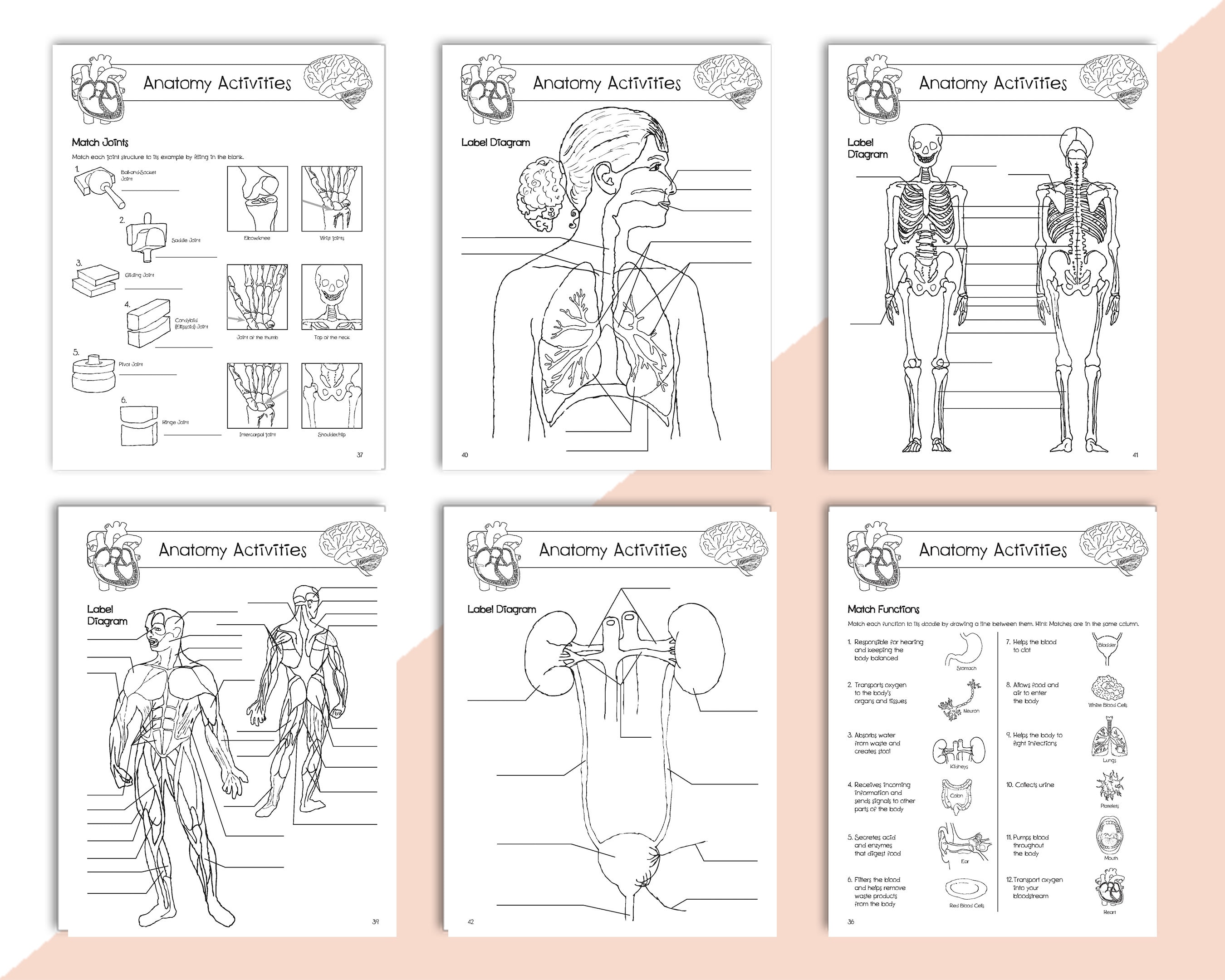 Anatomía Para Colorear Anatomía Humana Para Colorear Anatomía Libro