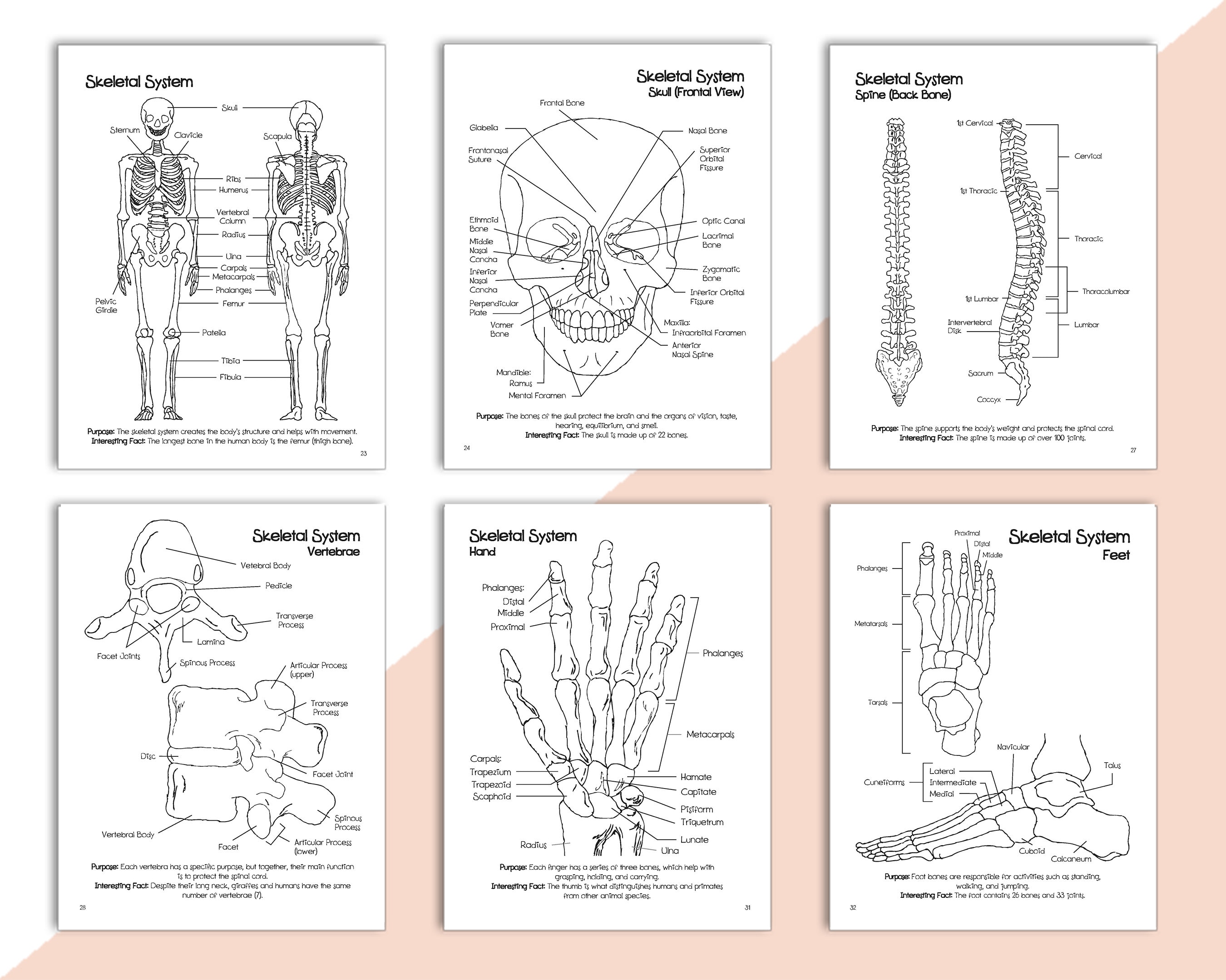 Anatomía Para Colorear Anatomía Humana Para Colorear Anatomía Libro