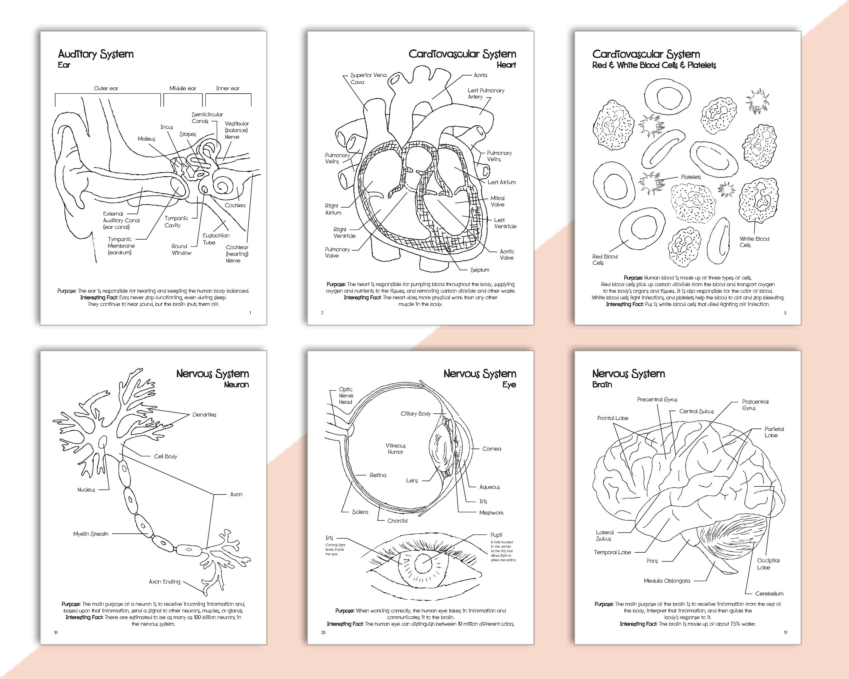 Anatomía Para Colorear Anatomía Humana Para Colorear Anatomía Libro