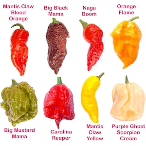 The Worlds HOTTEST Chilli Seeds Collection - 32 Seeds - 8 Varieties inc Carolina Reaper & Purple Ghost Scorpion Cream