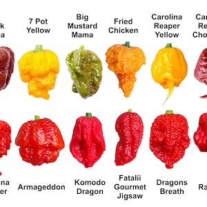 Può includere: Una collezione di dodici peperoncini distinti disposti su due file, ognuno etichettato con il nome della varietà: Big Black Mama, 7 Pot Yellow, Big Mustard Mama, Fried Chicken, Carolina Reaper Yellow, Carolina Reaper Chocolate, Carolina Reaper, Armageddon, Komodo Dragon, Fatalii Gourmet Jigsaw, Dragons Breath e Ragnarok.