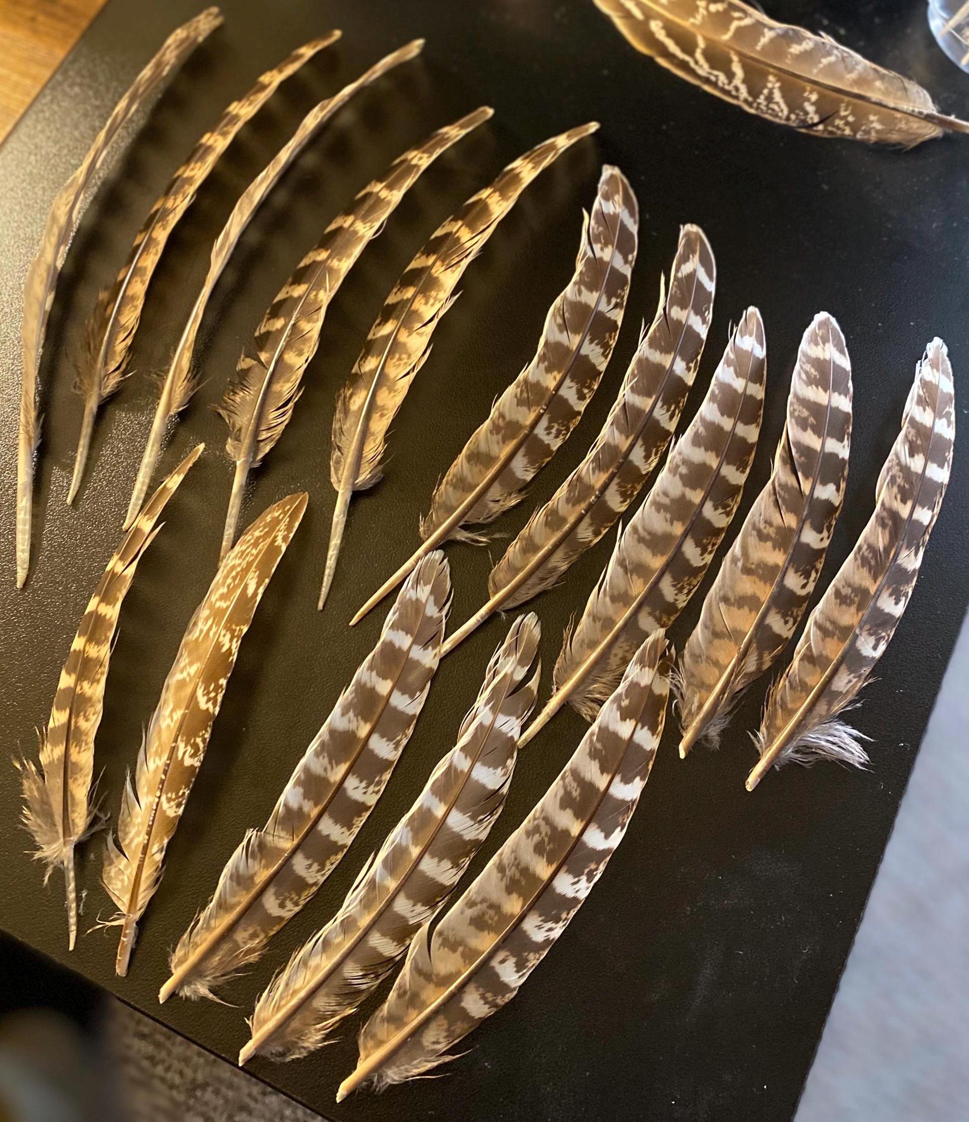Wild Turkey Feathers, 15 Naturally Foraged, (5”-7”) Feathers in picture are the feathers being sold.
