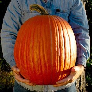 Jack-O&#39;-Lantern Field Pumpkin Seeds